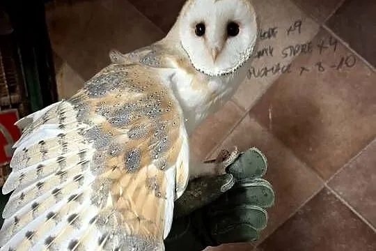 Sowa,sowy, para lęgowa płomykowka, płomykowki., Opolskie, Mnichus