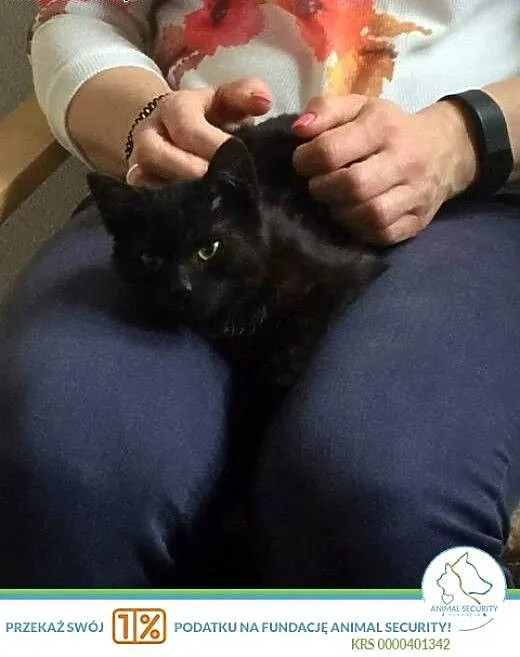 Róża dorosła ale malutka kotka do adopcji, wielk
