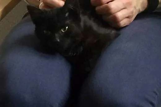Róża dorosła ale malutka kotka  do adopcji,  wielk