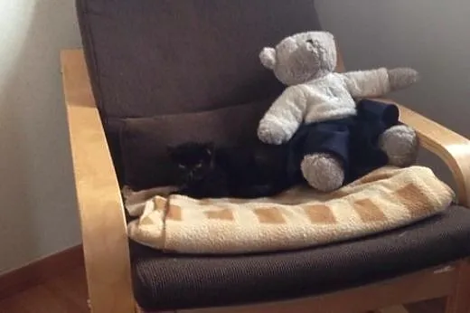 Róża dorosła ale malutka kotka  do adopcji,  wielk