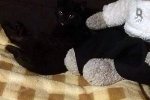Róża dorosła ale malutka kotka  do adopcji,  wielk