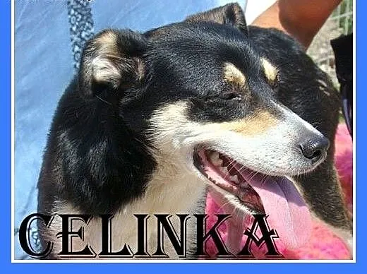 10kg,delikatna,średnia,łagodna,wesoła suczka CELIN