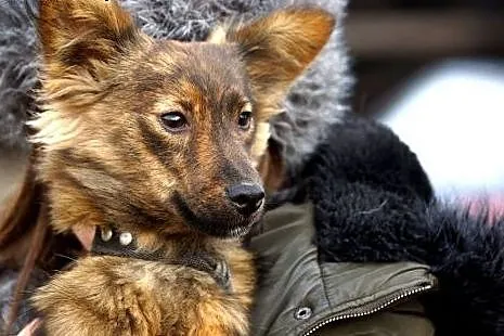 Scooby szczeniak szuka domu,  Kundelki cała Polska
