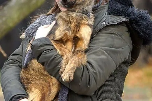 Scooby szczeniak szuka domu,  Kundelki cała Polska