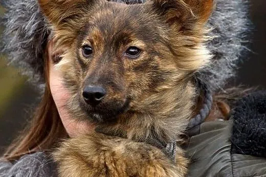 Scooby szczeniak szuka domu,  Kundelki cała Polska