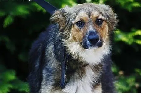 Sówka - ufna i przymilna 4 letnia sunia.,  mazowie
