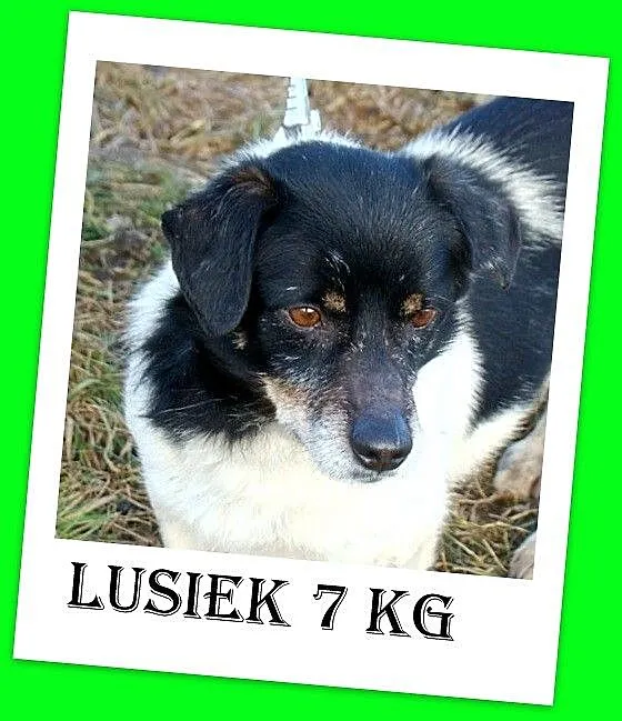 Mały 7 kg ,przezabawny LUSIEK,radosny,zapatrzony w