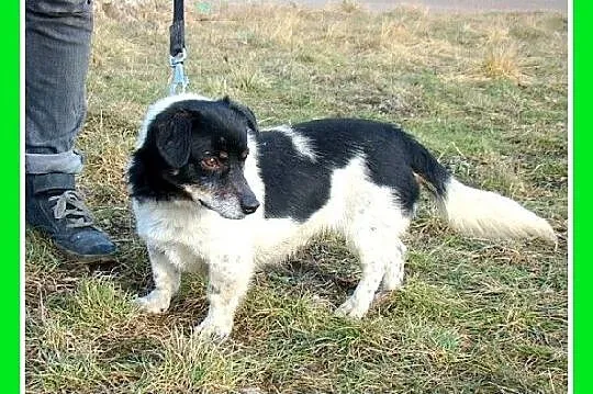 Mały 7 kg ,przezabawny LUSIEK,radosny,zapatrzony w
