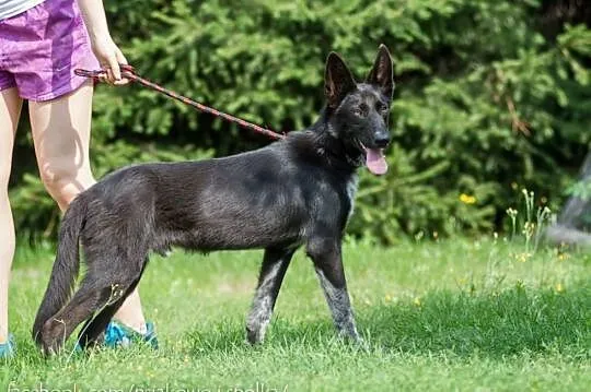 Acan, 11 miesięczny, przyjazny i piękny! Pokochaj 
