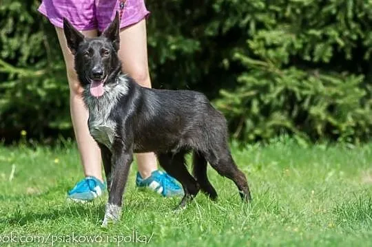 Acan, 11 miesięczny, przyjazny i piękny! Pokochaj 