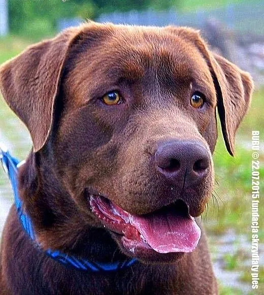 Bubu czekoladowy labrador szczeniak ( 10-12 mcy) A