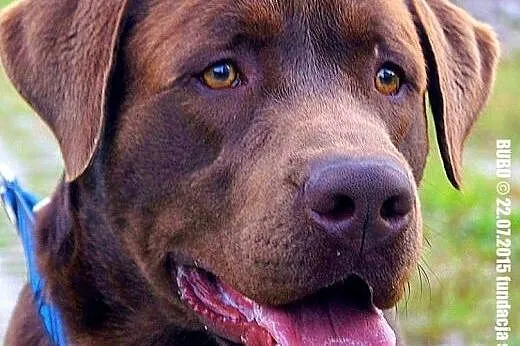 Bubu czekoladowy labrador szczeniak ( 10-12 mcy) A