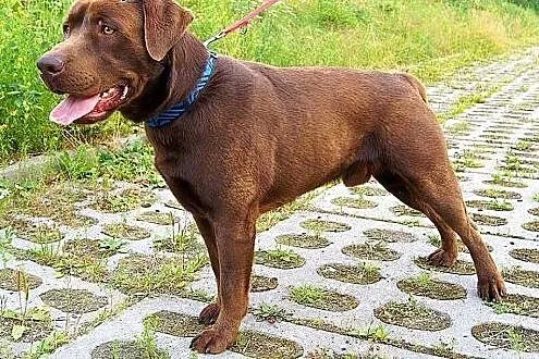 Bubu czekoladowy labrador szczeniak ( 10-12 mcy) A