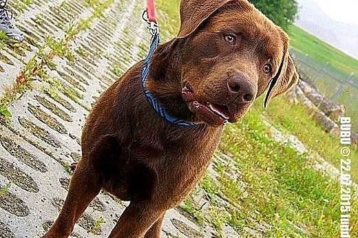 Bubu czekoladowy labrador szczeniak ( 10-12 mcy) A