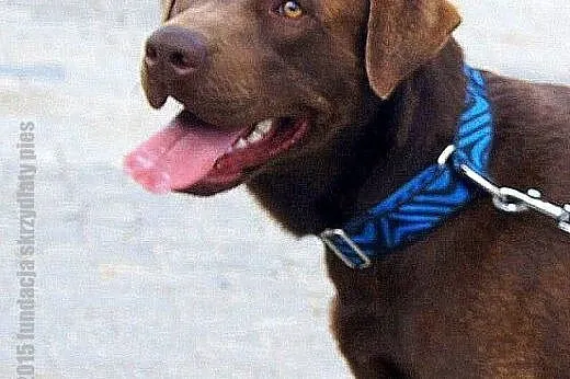 Bubu czekoladowy labrador szczeniak ( 10-12 mcy) A