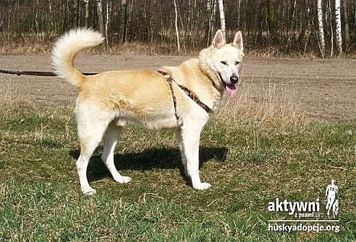 ZORRO- pogodny i inteligentny pies do adopcji, ma