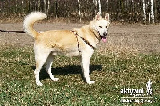 ZORRO- pogodny i inteligentny pies do adopcji,  ma