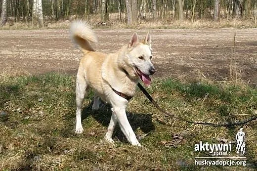 ZORRO- pogodny i inteligentny pies do adopcji,  ma