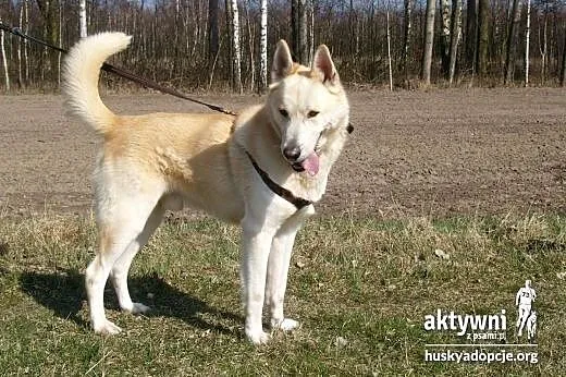 ZORRO- pogodny i inteligentny pies do adopcji,  ma