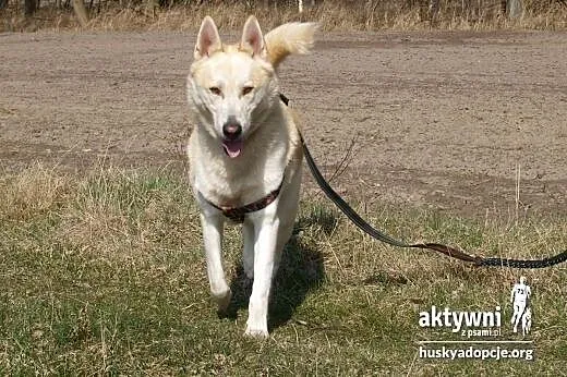 ZORRO- pogodny i inteligentny pies do adopcji,  ma