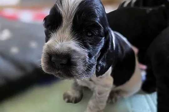 Cocker spaniel angielski pieski i sunie
