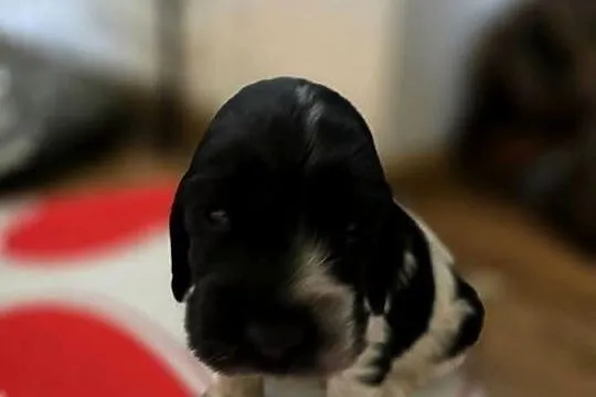 Cocker spaniel angielski pieski i sunie, Wielkopolskie, Żelazków