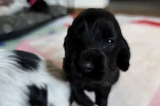 Cocker spaniel angielski pieski i sunie, Wielkopolskie, Żelazków