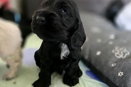 Cocker spaniel angielski pieski i sunie, Wielkopolskie, Żelazków