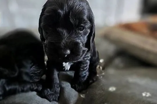 Cocker spaniel angielski pieski i sunie, Wielkopolskie, Żelazków