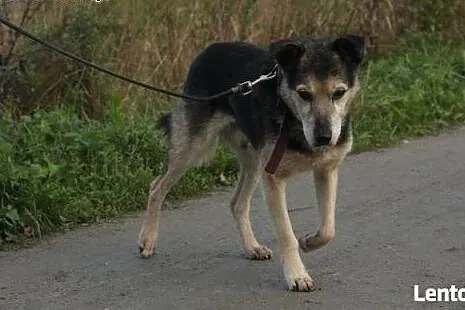 Łagodny, uroczy staruszek szuka domu, miej Farta o