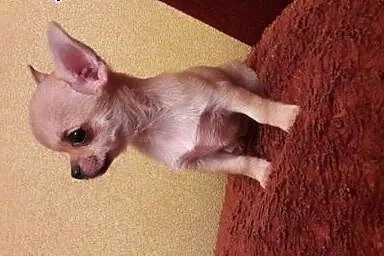 Chihuahua mini,  śląskie Częstochowa