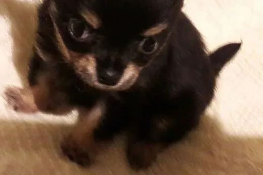 Chihuahua mini,  śląskie Częstochowa