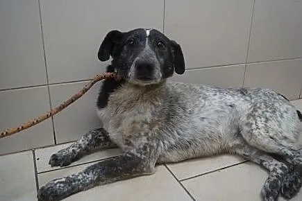 Delikatny, nieśmiały pies dla doświadczonego opiekuna, Łódzkie, Łódź