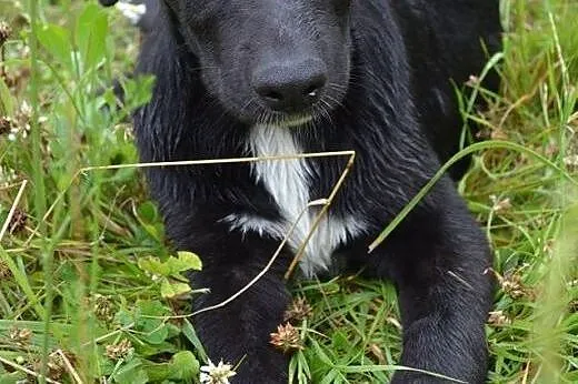 Figo i Fago okolo 6 miesieczne psiaki szuka domow!