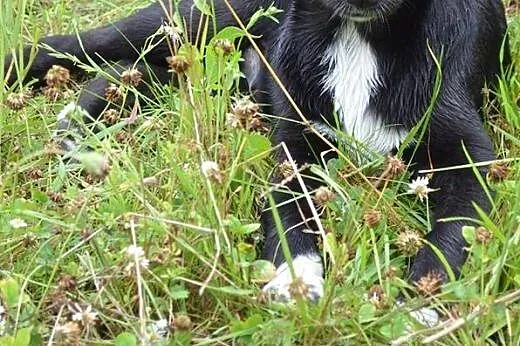 Figo i Fago okolo 6 miesieczne psiaki szuka domow!