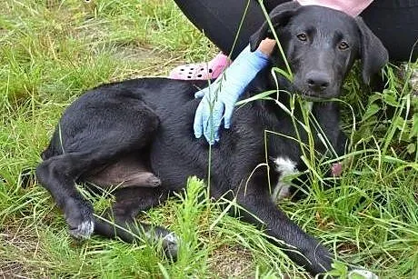 Figo i Fago okolo 6 miesieczne psiaki szuka domow!