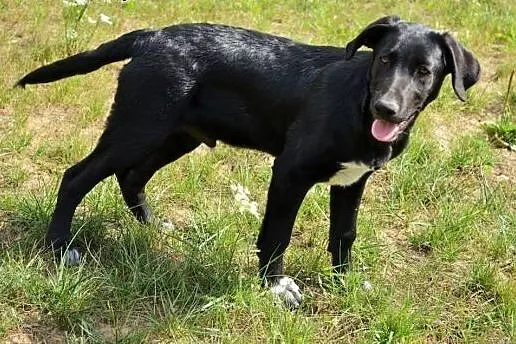 Figo i Fago okolo 6 miesieczne psiaki szuka domow!