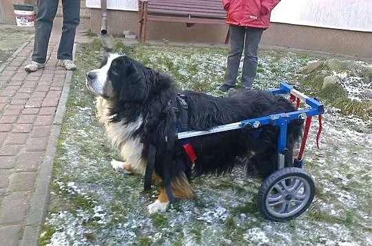 WÓZEK  INWALIDZKI  DLA  PSA, Lubelskie, Lublin