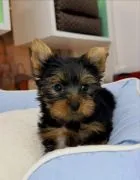 Miniaturowe szczenięta rasy Yorkshire Terrier (piesek i suczka) do adopcji: {{amandinelisa01@gmail.c