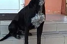 Pablo - Piękny, duży pies w typie wyżła do adopcji, Warszawa