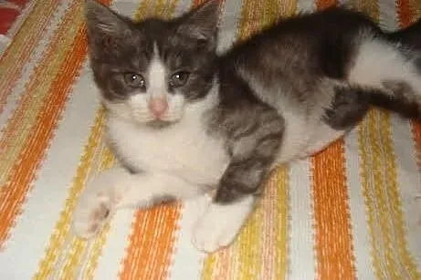 Tosia - kochane maleństwo do adopcji,  Koty pospol