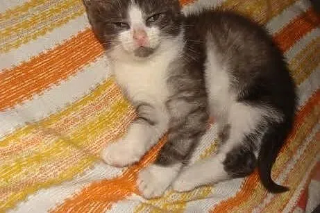 Tosia - kochane maleństwo do adopcji,  Koty pospol