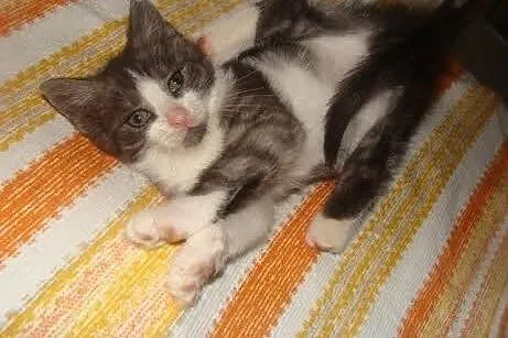 Tosia - kochane maleństwo do adopcji,  Koty pospol