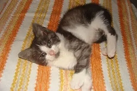 Tosia - kochane maleństwo do adopcji,  Koty pospol