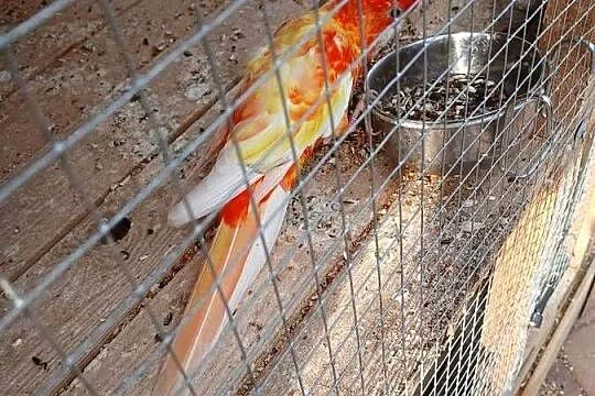 Rozella królewska samczyk dorosły, Mazowieckie, Goździk
