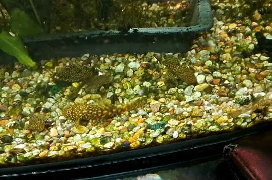 GLONOJAD 4-7cm, Śląskie, Lubliniec