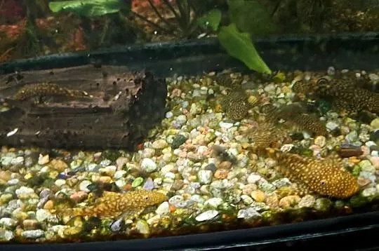 GLONOJAD 4-7cm, Śląskie, Lubliniec