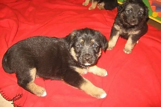2 mies.szczeniaczki do adopcji,  małopolskie Krakó