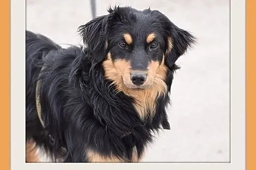 PALMAL-średni,łagodny,towarzyski piesek długowłosy.ADOPCJA,  małopolskie Kraków