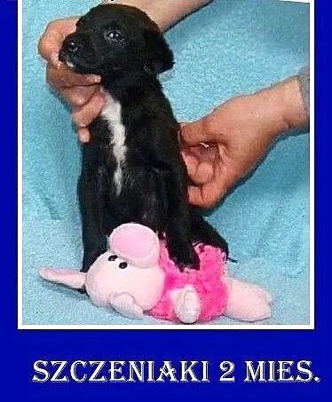 Osiem szczeniaków do adopcji,pieski,suczki,małe,śr